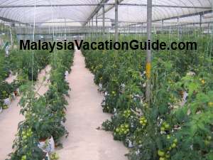 Mardi Cameron Highlands Tomatoes