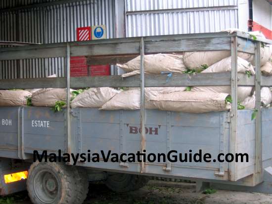 Tea leaves arriving at the factory in Cameron Highlands for processing.
