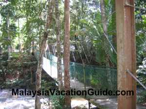 Sungai Tua Recreational Park Canopy Walk