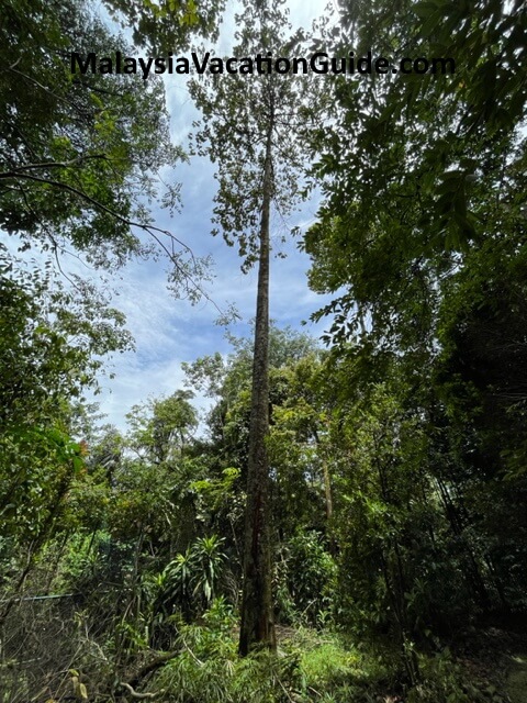UM Tall Tree
