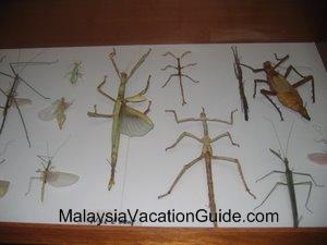 Rimba Ilmu Stick Insects Exhibits