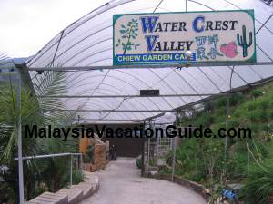 Cameron Highlands Water Cress Valley