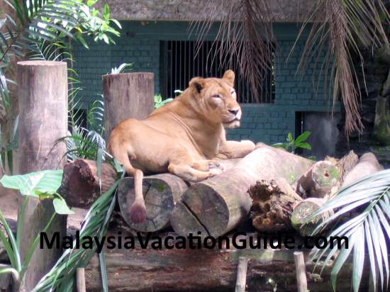 Lion at Zoo Negara