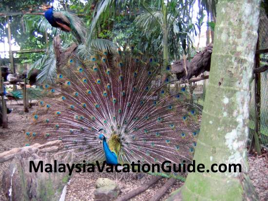 Zoo Negara Peacock