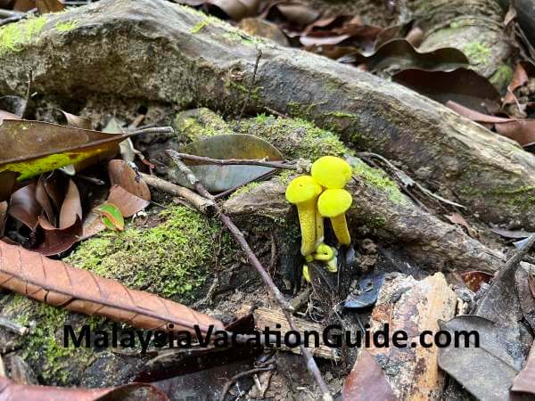 Yellow Mushrooms Lata Berkoh