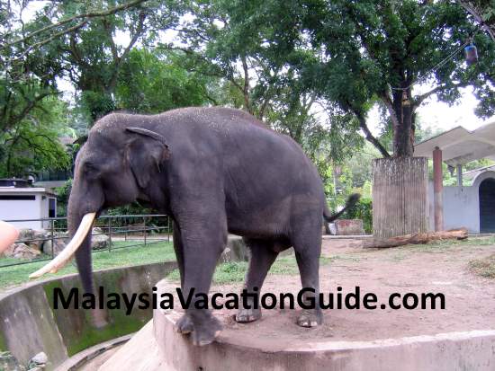 Elephant at Zoo Negara