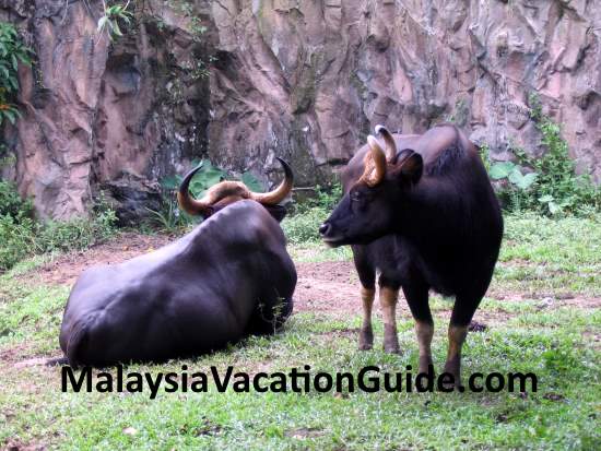 Seladang or Malayan Gaur at Zoo Negara